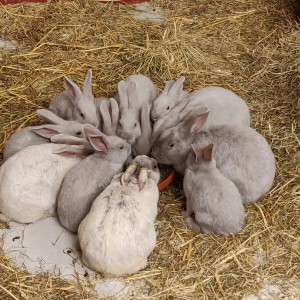 Een hele groep bij elkaar Konijn