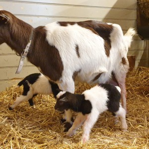 2 geitjes geboren, 2 uur gelden Geiten