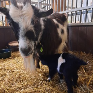 Het voorjaar is begonnen! Geit